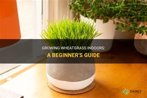 Growing Wheatgrass Indoors A Beginners Guide Shuncy