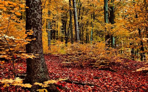 Fondos De Pantalla Luz De Sol Árboles Paisaje Bosque Otoño Hojas