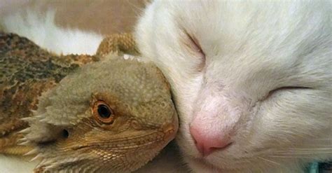 The Unlikely Friendship Between A House Cat And A Bearded Dragon The