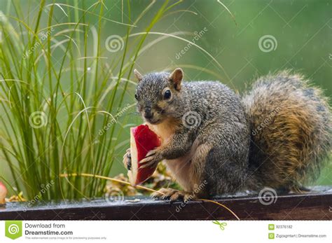 Squirrel Eating An Apple On A Fence Stock Photo Image Of Apples