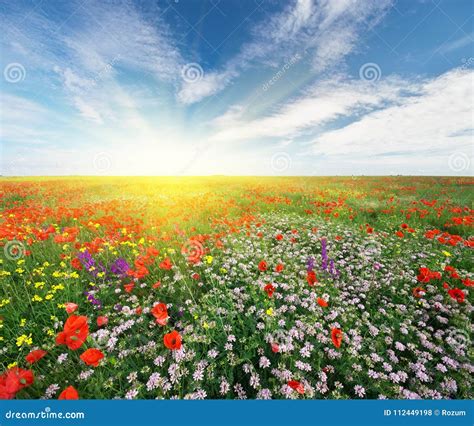 Spring Flowers In Meadow Stock Photo Image Of Dawn 112449198
