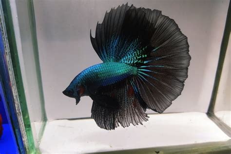 Black Orchid Betta Fish Care Guide Pictures Lifespan And More Hepper