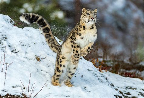 How To Get A Picture Of A Wild Himalayan Snow Leopard Natures Gateway