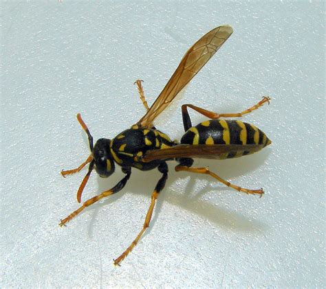 Utah Paper Wasps Wild About Utah