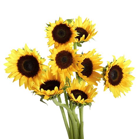 50 Stems Of Yellow Sunflowers With Brown Center Beautiful