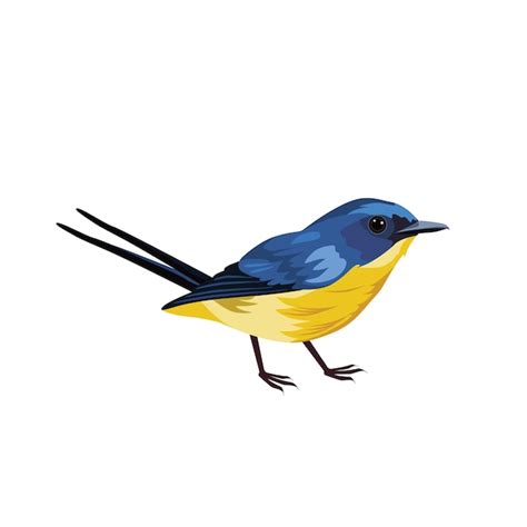 Premium Vector Eastern Bluebird