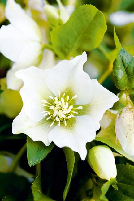 12 Best Winter Flowers For Australian Gardens Country Style
