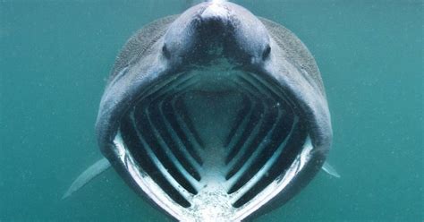 Cruise Ship Passengers Spot Giant Shark, and It's Seriously Terrifying