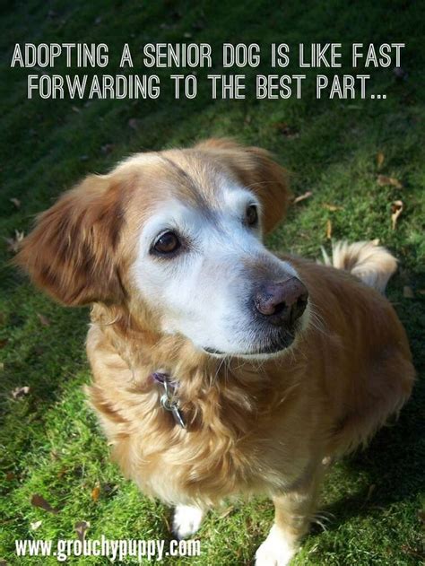 Senior Dogs Have So Many Experiences To Share With You Please Adopt A
