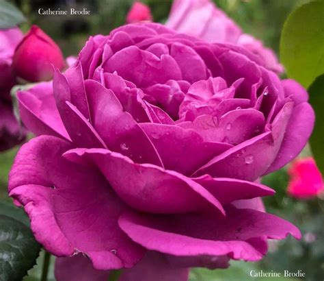 Despite the original floribunda rose being the result of. A floribunda rose 🌹 called 'Thank You ' | Flowers, Rose ...