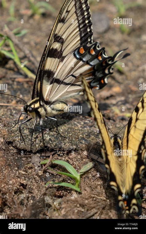 Un par de tiger swallowtails oriental la ingestión de nutrientes del