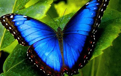 Beautiful Blue Butterfly Picture Id 4560