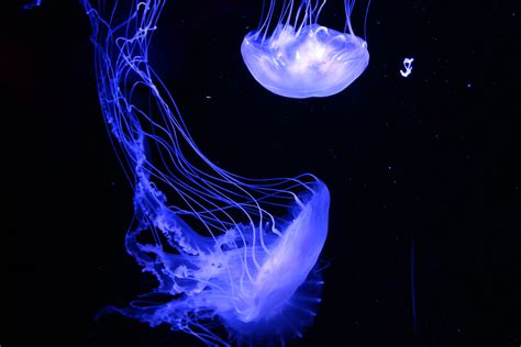 Blue Jellyfish Covered By Dark Surface Hd Wallpaper Wallpaper Flare