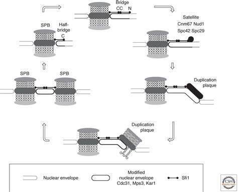 The Centrosome And Its Duplication Cycle