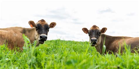 8 Things You Should Know About Grass Fed Dairy