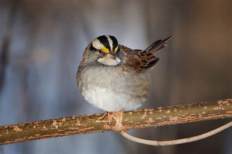 Top 20 Backyard Birds In Connecticut Free Picture Id Printable Bird