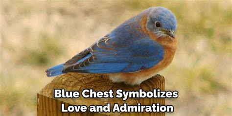 Eastern Bluebird Spiritual Meaning Symbolism And Totem Explained