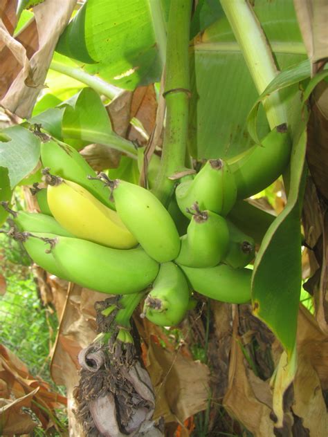 Banana Tree Fruiting Time Fruit Trees