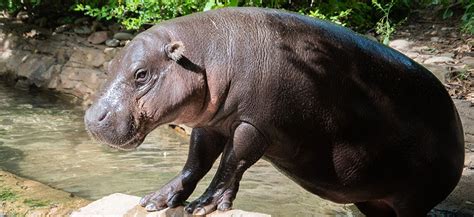 Louisville Zoo Welcomes Female Pygmy Hippo Zemora Media Release