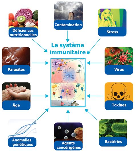 Les Facteurs Qui Affaiblissent Le Système Immunitaire Notre