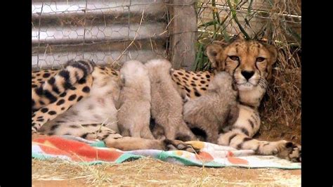 Growing Up Cheetahs Mother Nurses Baby Cubs At Endangered Big Cat