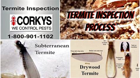 Corkys Termite Inspection Process Diy Pest Control
