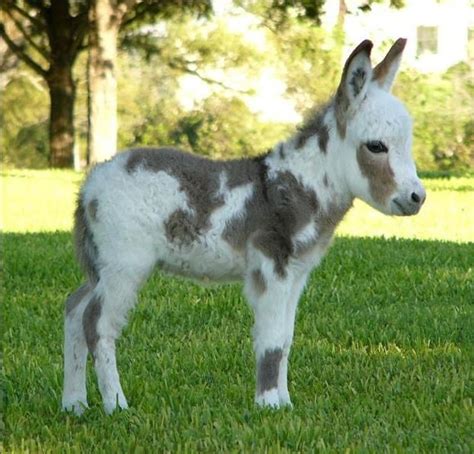 20 Miniature Donkeys To Arrive At Triple Horse Rescue And All Will Be