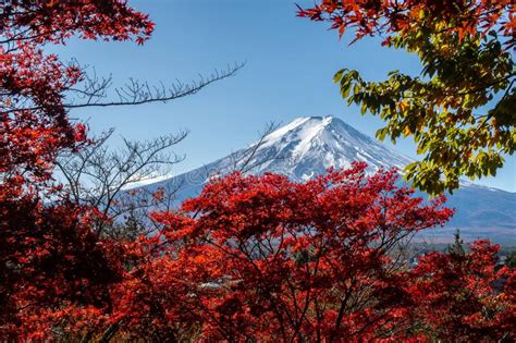View Of Mount Fuji From Chureito Pagoda In Japan Stock Photo Image Of