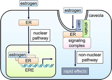 Frontiers Regulatory Actions Of Estrogen Receptor Signaling In The Cardiovascular System