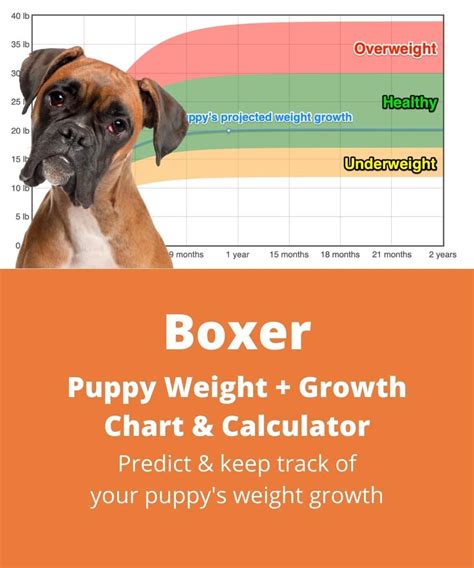 Boxer Weightgrowth Chart 2024 How Heavy Will My Boxer Weigh The
