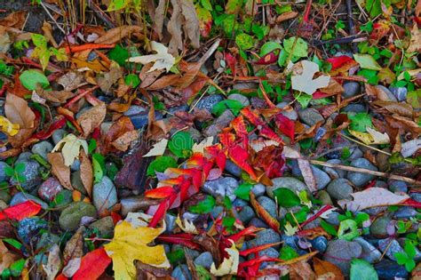 High Angle Closeup Shot Of Colorful Autumn Leaves Fallen On The