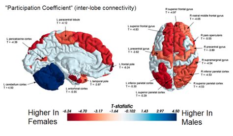 Brain Connectivity Varies Between Men And Women Psychology Today