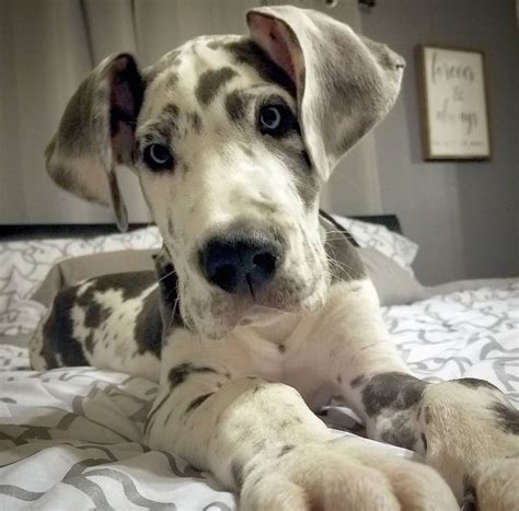 That Face 😍 Cute Animals Great Dane Puppy Animals