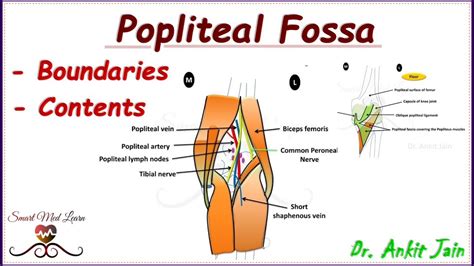 Popliteal Fossa Anatomy Simplified Boundaries And Contents