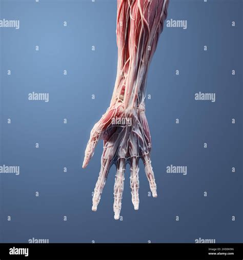 Vollständige 3d Anatomie Der Handfläche Des Handgelenks Und Des