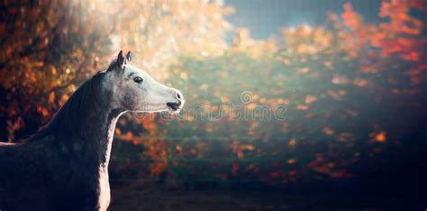 Beautiful Arabian Horse Running Trot On Summer Or Autumn Nature