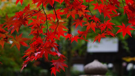 1920x1080 Foliage Japan Garden Maple Branches Nature Red