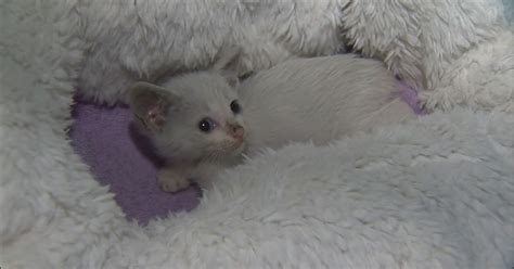 White Wolf Kitten Survives The Ride Of His Life Underneath A Car At 65 Mph Video