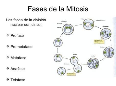 Todas Las Fases De La Mitosis ¡¡resumen ImÁgenes