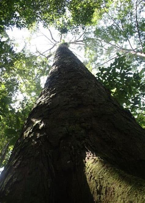 Deretan patung tertinggi di dunia. Pokok Tropika Tertinggi Di Dunia Ditemui Di Sabah ...