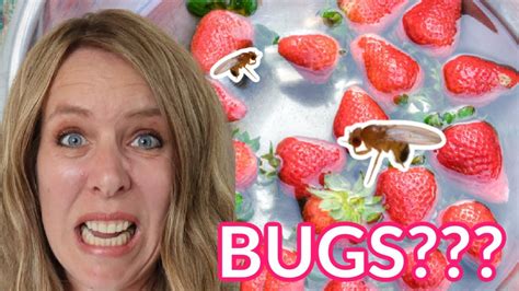 Are There Bugs In Your Strawberries Lets Find Out Youtube