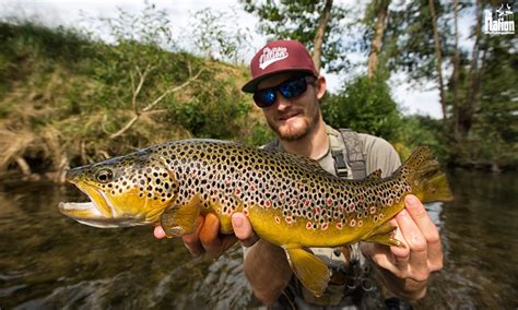 Beauty A German Browntrout Germany Fly Fishing Nation Fly Fishing