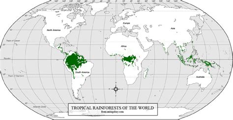 7 Fakta Menarik Hutan Hujan Tropis Yang Perlu Kawan Ketahui