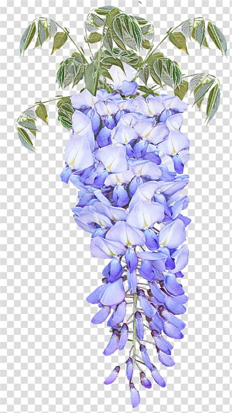Lavender Flower Wisteria Blue Plant Purple Violet Flowering