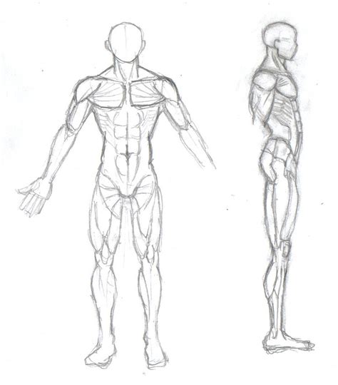 Male Anatomy Side View Drawing How To Draw The Human Body Step By