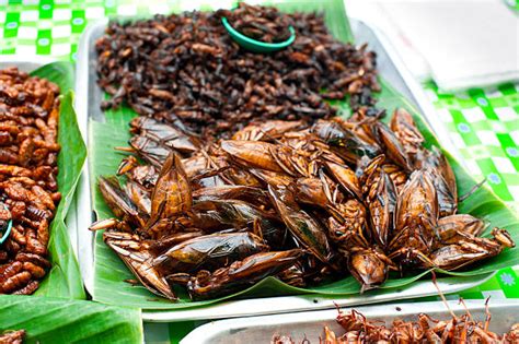 Eat Cockroaches For Protein Reports Say