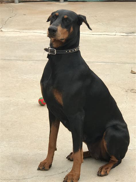 Explore 47 listings for doberman puppies for sale uk at best prices. Doberman Pinscher Puppies For Sale | Lubbock, TX #279223