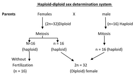 The Type Of Sex Determination In Honey Bee Is A Diploidy Class 12