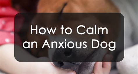 How To Calm An Anxious Dog With Effective Techniques