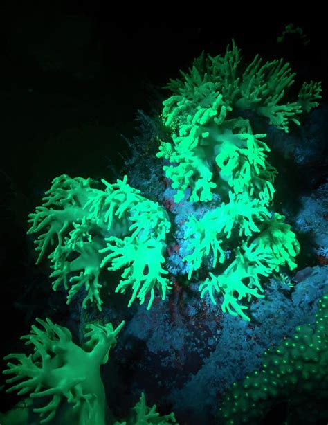 Coral Polyps Fluorescing Green Photograph By Louise Murray Fine Art